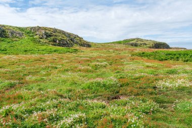 Skomer Adası manzarası, Galler, İngiltere