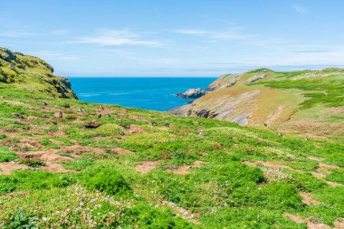 Skomer Island landscape with Atlantic puffins (Fratercula arctica), Wales, UK