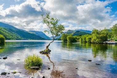 Llyn Padarn Gölü 'ndeki Yalnız Ağaç, Llanberis, Galler, İngiltere