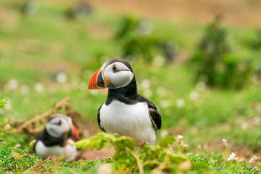 Galler 'in Skomer Adası' nda Atlantik martısı (Fratercula arktika). 