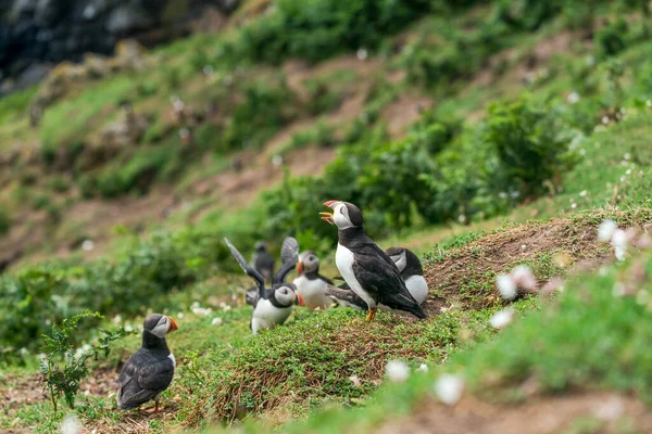 Atlantic Puffins Fratercula Arctica Skomer Island Wales — Stock Photo, Image