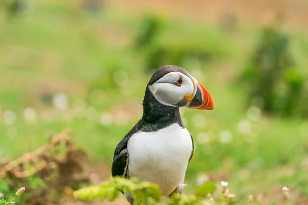 Frailecillo Atlántico Fratercula Arctica Isla Skomer Gales — Foto de Stock