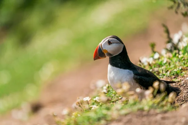 Atlantic Puffin Fratercula Arctica Skomer Island Wales — Stock fotografie