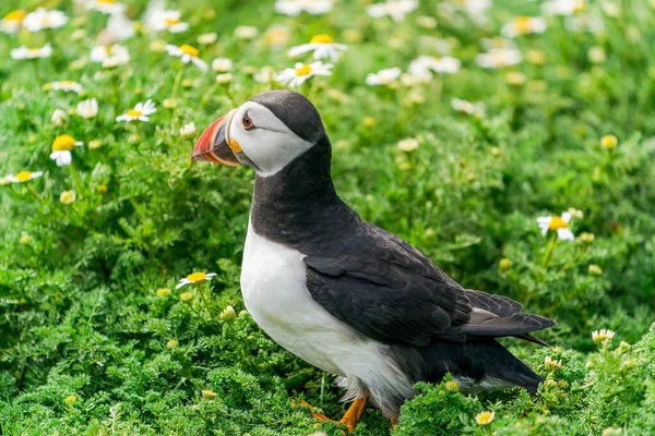 Atlantic Puffin Fratercula Arctica Острові Скомер Уельс — стокове фото