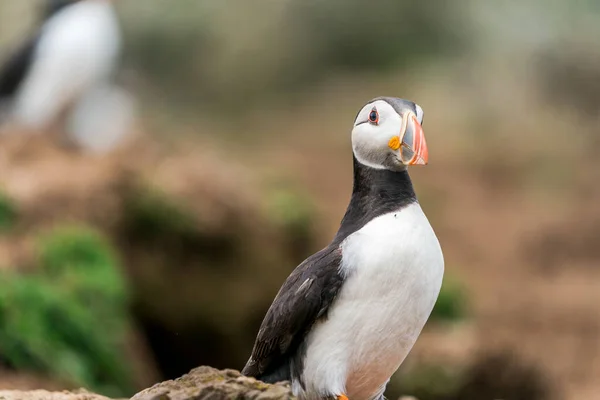 Atlantic Puffin Fratercula Arctica Skomer Island Wales — Stock fotografie