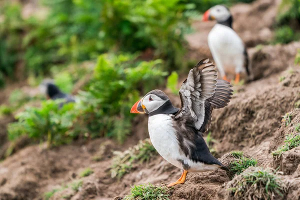 Frailecillos Atlánticos Fratercula Arctica Isla Skomer Gales — Foto de Stock