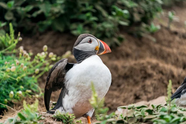 Atlantic Puffin Fratercula Arctica Skomer Island Wales — Stock fotografie