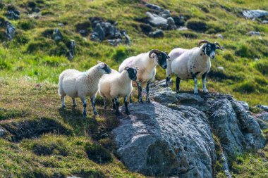  Scottish Blackface sheep on the Isle of Lewis and Harris, Scotland