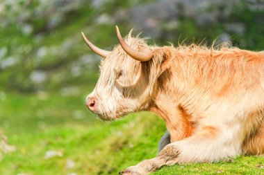 Highland cow, Isle of Harris in Outer Hebrides, Scotland. Selective focus