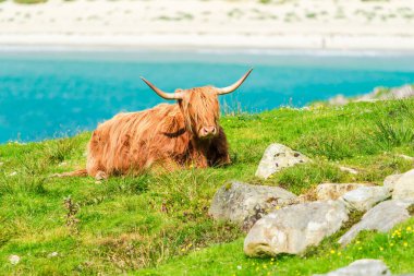 Highland cow, Isle of Harris in Outer Hebrides, Scotland. Selective focus