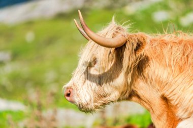 Highland cow, Isle of Harris in Outer Hebrides, Scotland. Selective focus