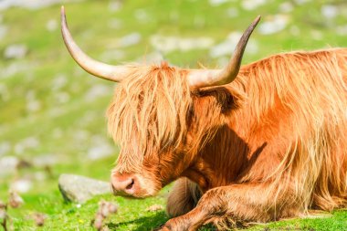 Highland cow, Isle of Harris in Outer Hebrides, Scotland. Selective focus
