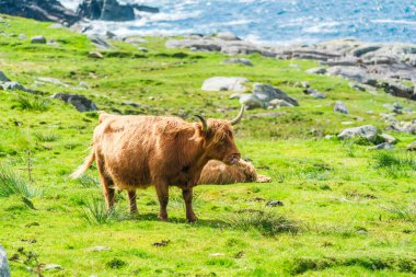 Highland cow, Isle of Harris in Outer Hebrides, Scotland. Selective focus