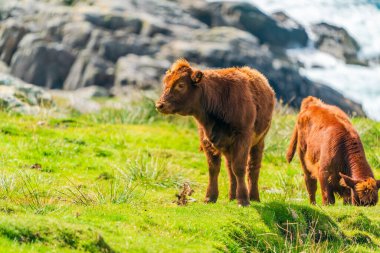 Highland cow calves, Isle of Harris in Outer Hebrides, Scotland. Selective focus