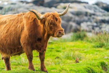 Highland cow, Isle of Harris in Outer Hebrides, Scotland. Selective focus