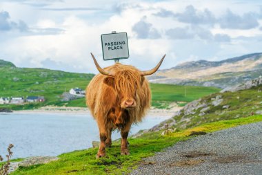 Highland cow, Isle of Harris in Outer Hebrides, Scotland. Selective focus