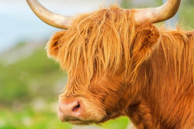 Highland cow, Isle of Harris in Outer Hebrides, Scotland. Selective focus
