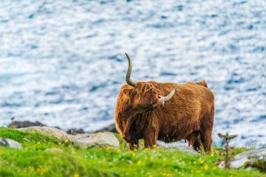 Highland cow, Isle of Harris in Outer Hebrides, Scotland. Selective focus