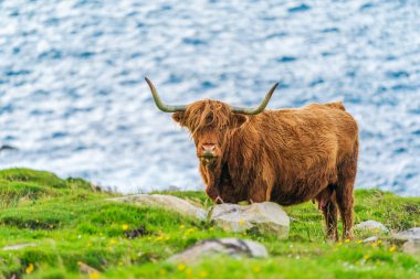 Highland cow, Isle of Harris in Outer Hebrides, Scotland. Selective focus