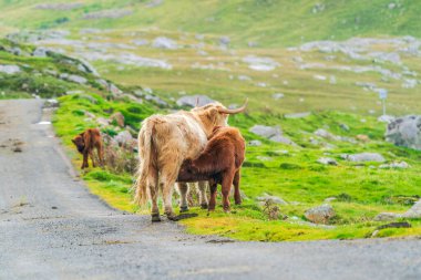 Highland cow suckling its calf, Isle of Harris in Outer Hebrides, Scotland. Selective focus
