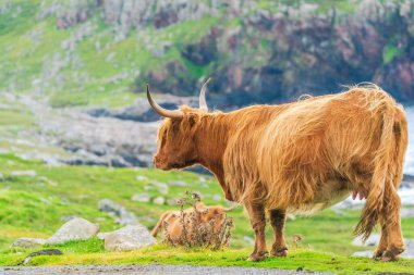 Highland cow, Isle of Harris in Outer Hebrides, Scotland. Selective focus