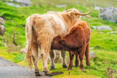 Highland cow suckling its calf, Isle of Harris in Outer Hebrides, Scotland. Selective focus