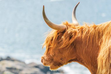 Highland cow, Isle of Harris in Outer Hebrides, Scotland. Selective focus