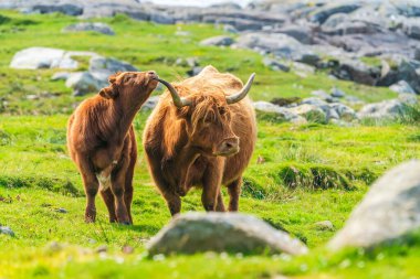 Highland cow with a calf, Isle of Harris in Outer Hebrides, Scotland. Selective focus