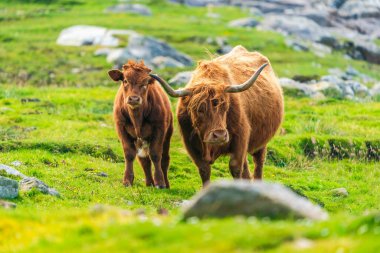 Highland cow with a calf, Isle of Harris in Outer Hebrides, Scotland. Selective focus