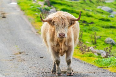 Highland cow on the road, Isle of Harris in Outer Hebrides, Scotland. Selective focus