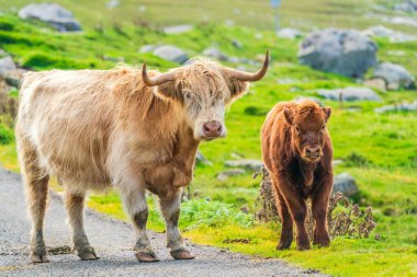 Highland cow with a calf, Isle of Harris in Outer Hebrides, Scotland. Selective focus