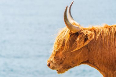 Highland cow, Isle of Harris in Outer Hebrides, Scotland. Selective focus