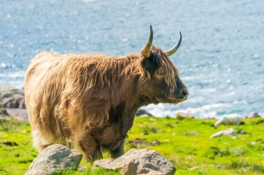 Highland cow, Isle of Harris in Outer Hebrides, Scotland. Selective focus