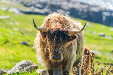Highland cow, Isle of Harris in Outer Hebrides, Scotland. Selective focus
