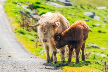 Highland cow with a calf, Isle of Harris in Outer Hebrides, Scotland. Selective focus
