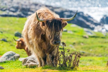 Highland cow, Isle of Harris in Outer Hebrides, Scotland. Selective focus