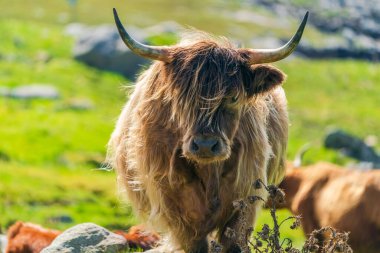 Highland cow, Isle of Harris in Outer Hebrides, Scotland. Selective focus
