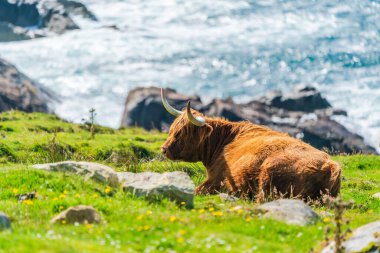 Highland cow, Isle of Harris in Outer Hebrides, Scotland. Selective focus