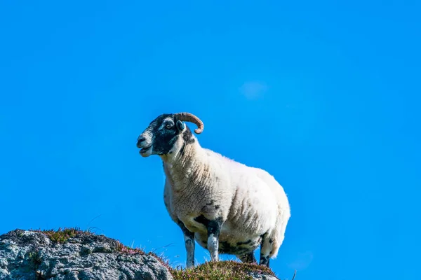 Scottish Blackface Sheep Isle Lewis Harris Scotland — Zdjęcie stockowe