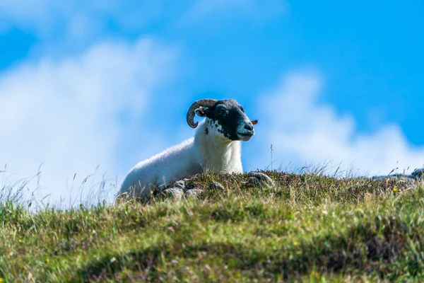 Шотландская Овчарка Blackface Острове Льюис Харрис Шотландия — стоковое фото