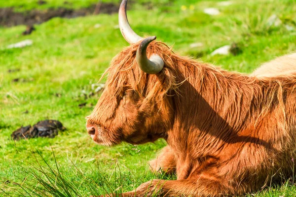 Highland cow, Isle of Harris in Outer Hebrides, Scotland. Selective focus