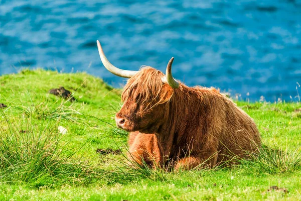 Highland cow, Isle of Harris in Outer Hebrides, Scotland. Selective focus
