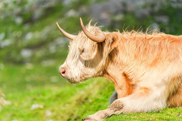 Highland cow, Isle of Harris in Outer Hebrides, Scotland. Selective focus