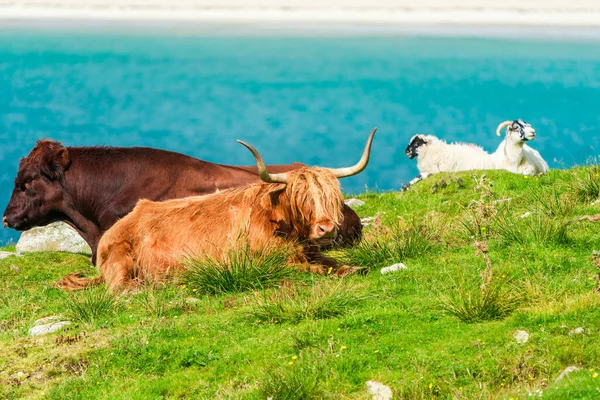 Highland Cows Isle Harris Outer Hebrides Scotland Selective Focus — 스톡 사진