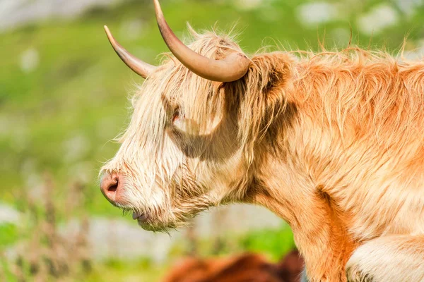 Highland cow, Isle of Harris in Outer Hebrides, Scotland. Selective focus