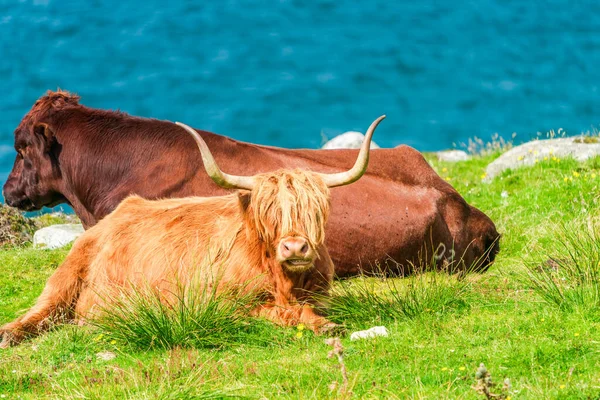 Highland cow, Isle of Harris in Outer Hebrides, Scotland. Selective focus