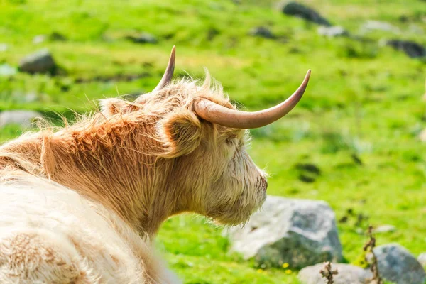 Highland cow, Isle of Harris in Outer Hebrides, Scotland. Selective focus