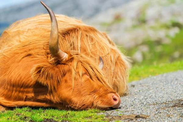 Highland cow sleeping by the road, Isle of Harris in Outer Hebrides, Scotland. Selective focus