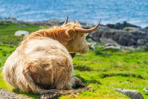 Highland cow, Isle of Harris in Outer Hebrides, Scotland. Selective focus