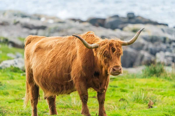 Highland cow, Isle of Harris in Outer Hebrides, Scotland. Selective focus